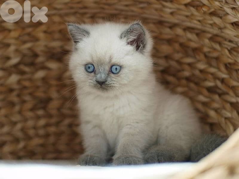 British shorthair color point kitten Delivery all over Lebanon 0