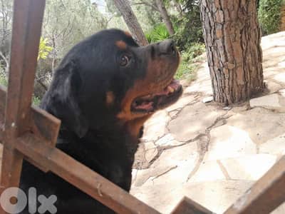 rottweiler