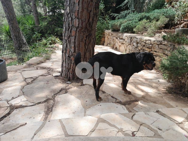 rottweiler 1