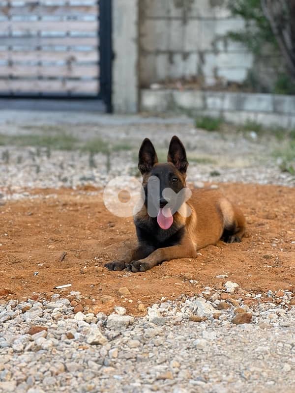 malinois 0