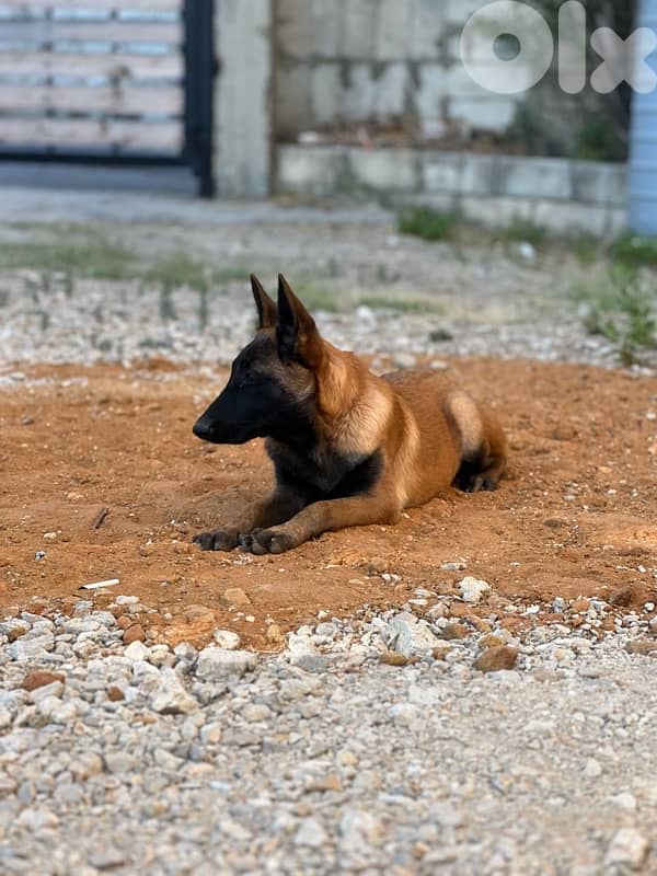 malinois 1