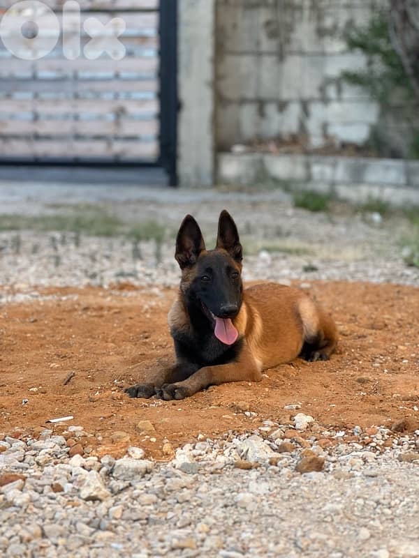 malinois 4