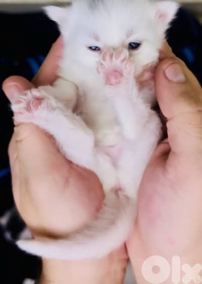 Maine coon/persian mix for sale