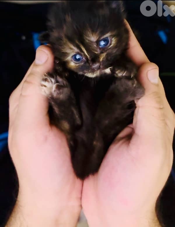 Maine coon/persian mix for sale 1
