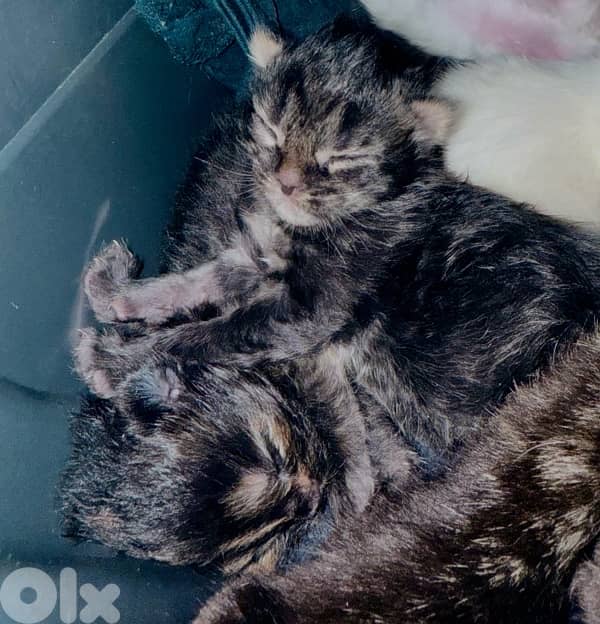 Maine coon/persian mix for sale 2