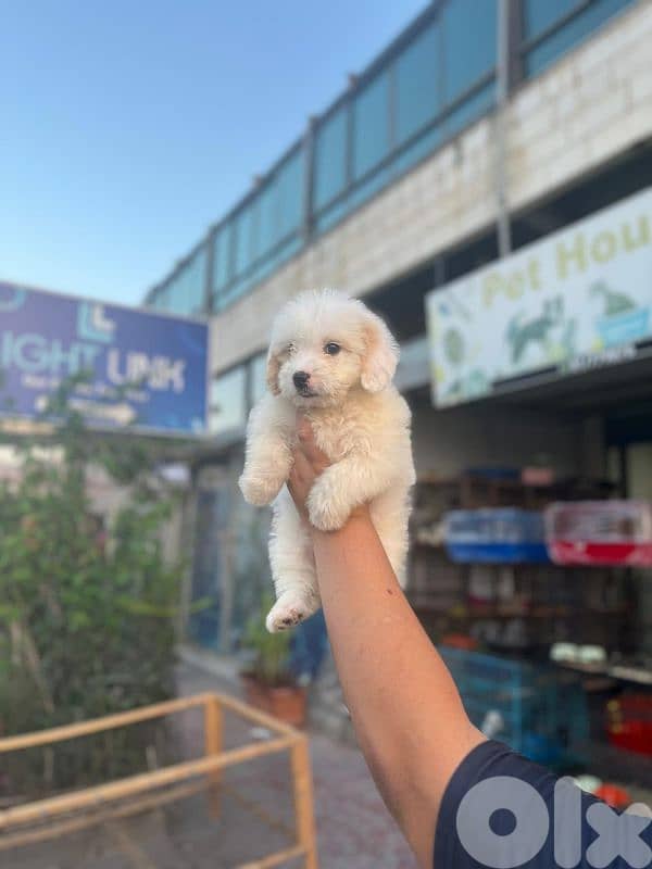 كلب للبيع bichon 0