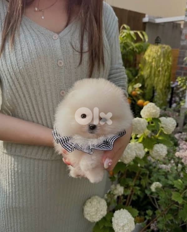 pomeranian teacup 0