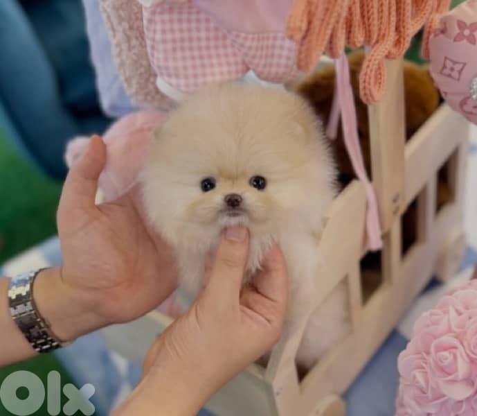 pomeranian teacup 1