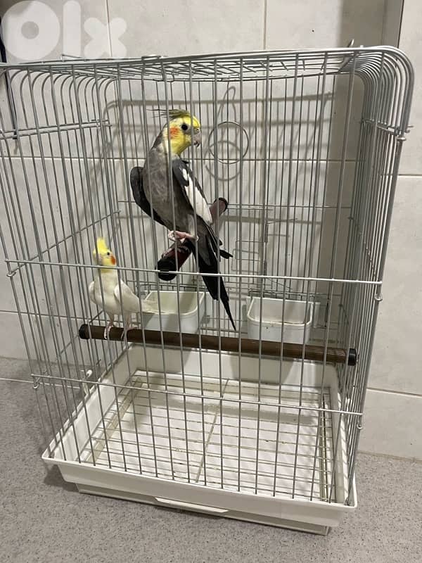 cockatiel x 2 0