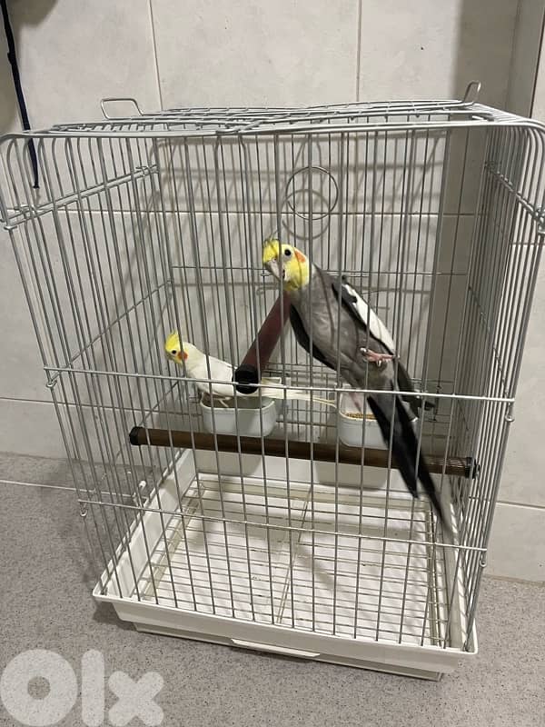 cockatiel x 2 1