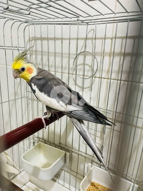 cockatiel x 2 2