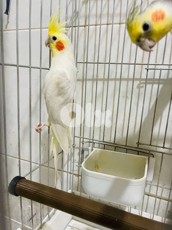 cockatiel x 2 3