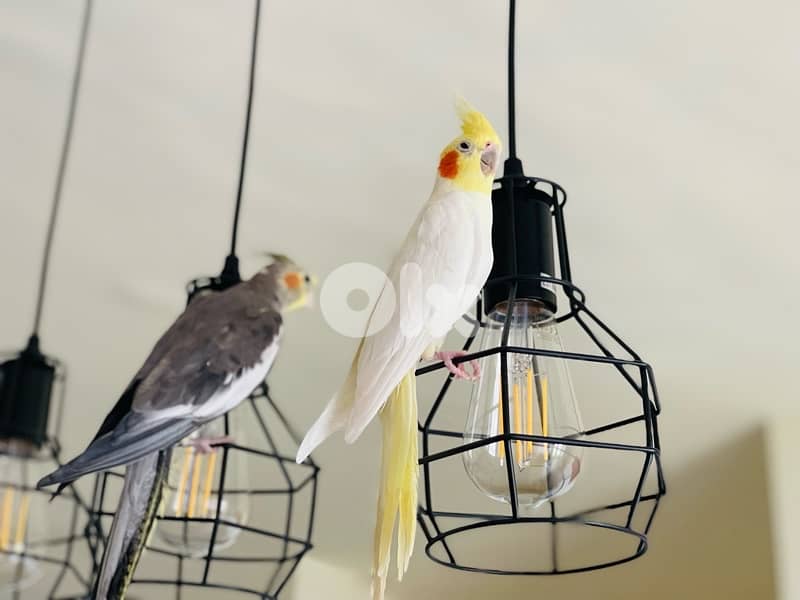 cockatiel x 2 4