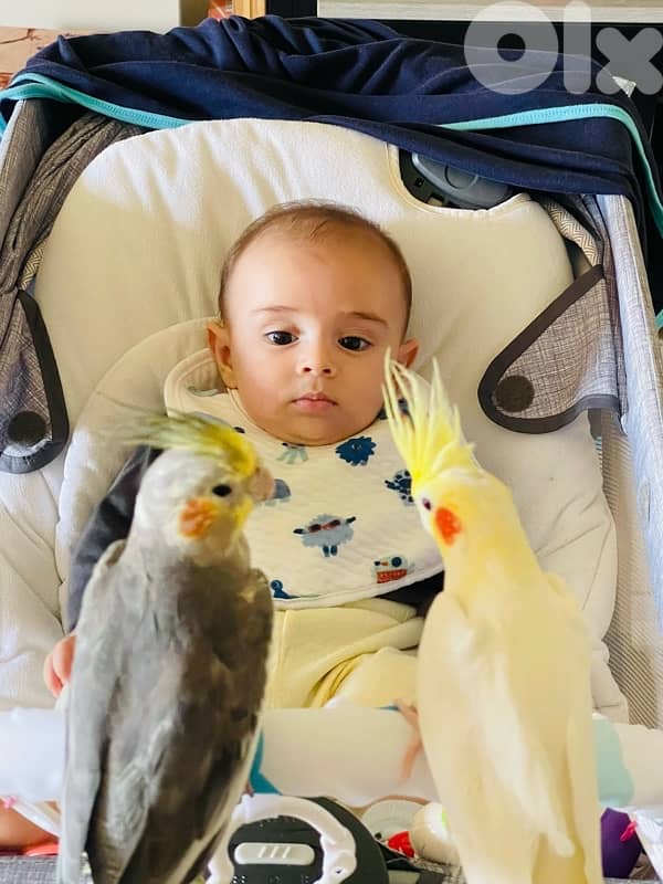 cockatiel x 2 5