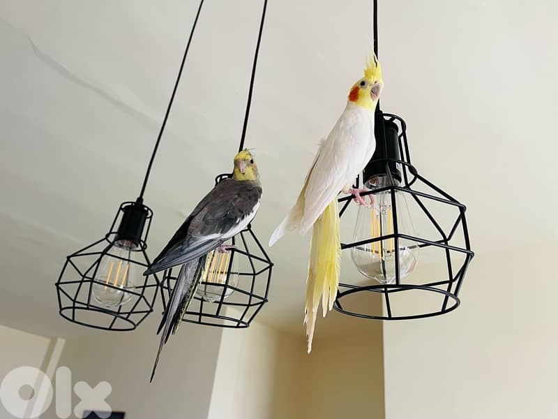 cockatiel x 2 6