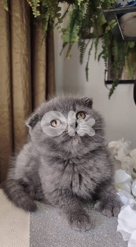 kittens for sale 1
