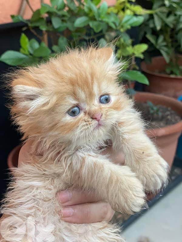 2 kitten exotic persian for sale 160$ per one 9