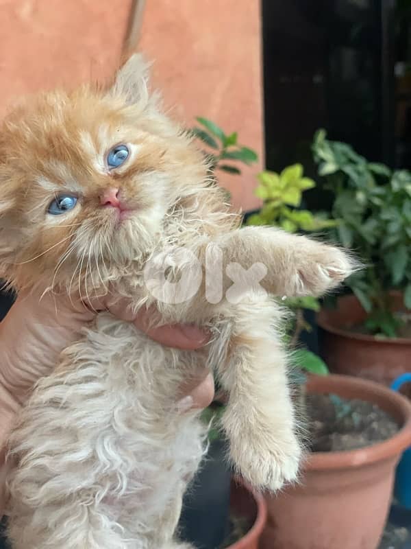 2 kitten exotic persian for sale 160$ per one 6
