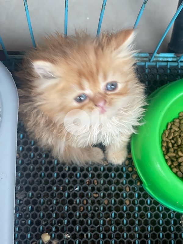 2 kitten exotic persian for sale 160$ per one 8