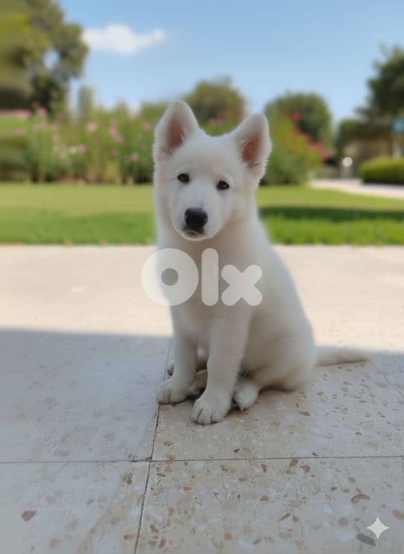 samoyed 0