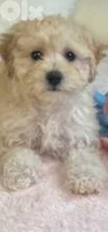 Maltipoo 0