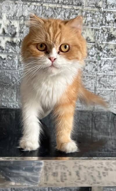 scotish fold mix shirazi for adoption