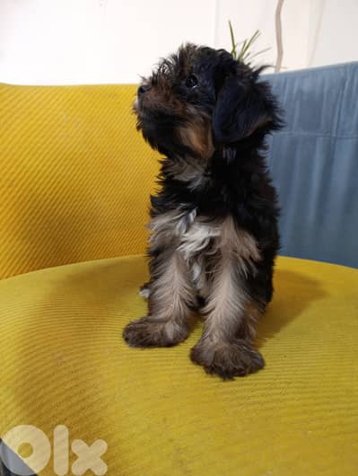 Yorkie