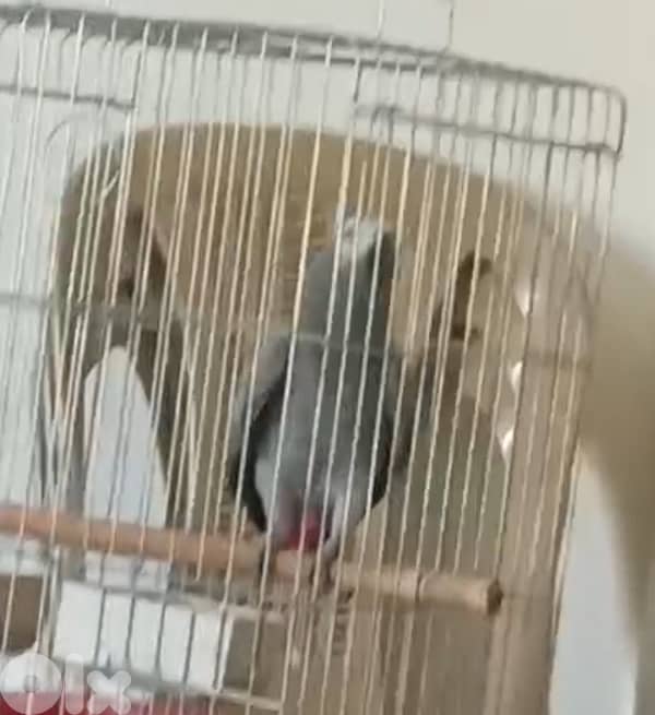 ببغاء كاسكو افريقي 0
