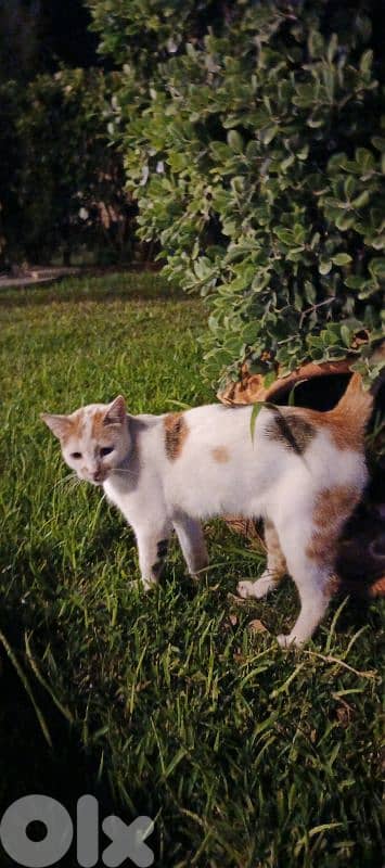 a calico cat 0