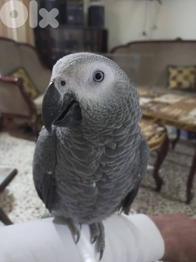 African Grey Parrot 70494618- ببغاء رمادي أفريقي للبيع 0