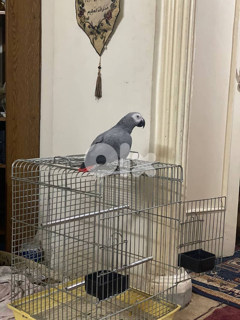 African Grey Parrot 70494618- ببغاء رمادي أفريقي للبيع 1