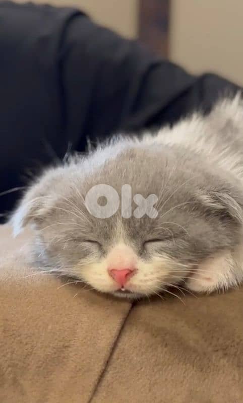 Scottish fold 0