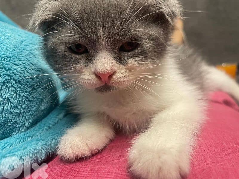 Scottish fold 3