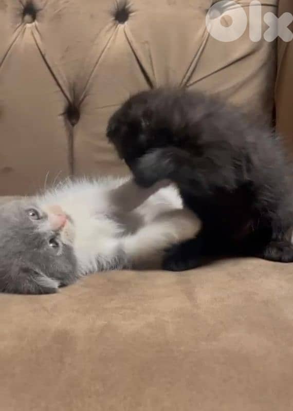 Scottish fold 6