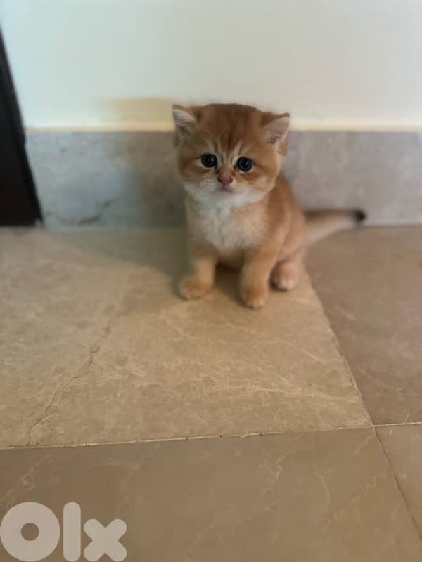 British golden black kittens 2