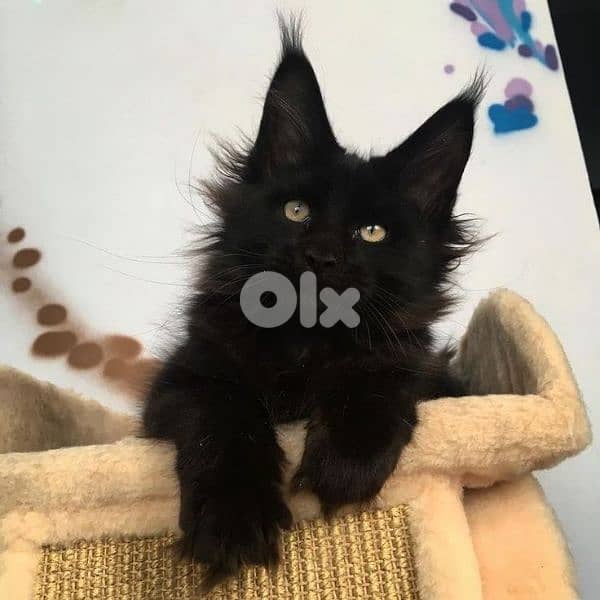 Maine Coon Kitten Full Black/ cat قطط 0