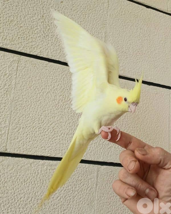 دكر كروان لاتيني تزئيم ايد 0