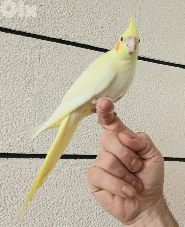 دكر كروان لاتيني تزئيم ايد 1