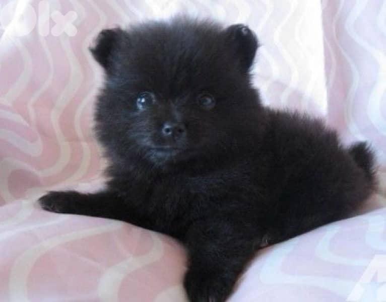 black pomeranian spitz Delivery 0
