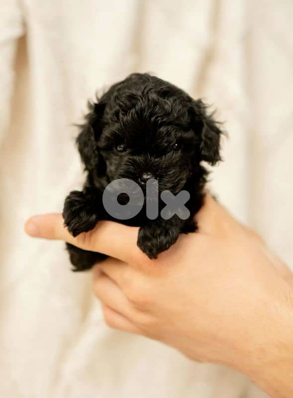Beautiful Black Toy Poodle Puppy in store/ dog كلاب 0