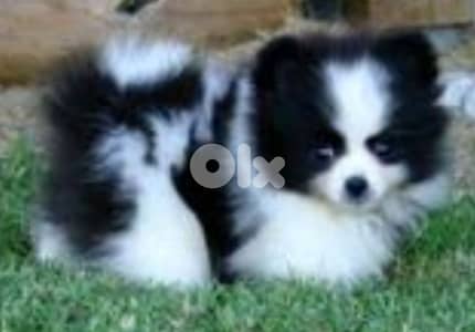 pomeranian