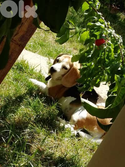 Dog up for adoption