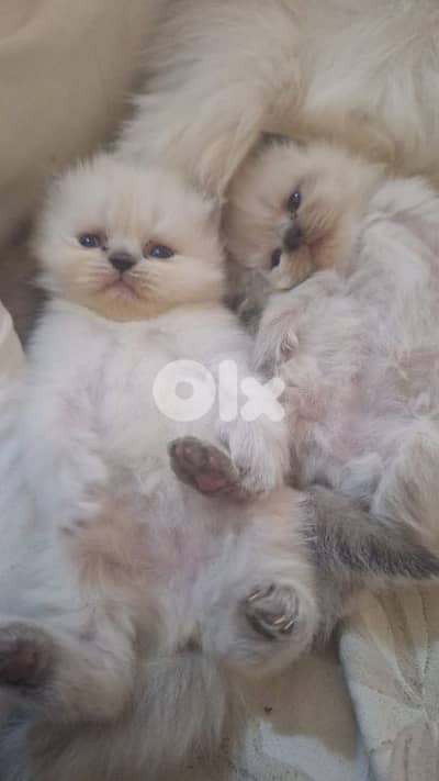 Pure Himalayan kitten