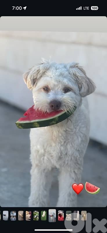 dog named peanut