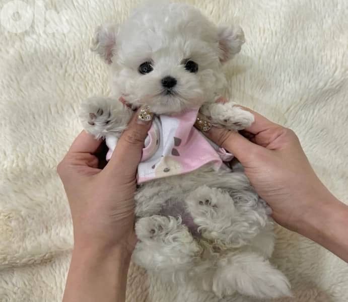 BICHON MALTESE AND MALTIPOO dogs SPECIAL OFFERS and more gifts 1