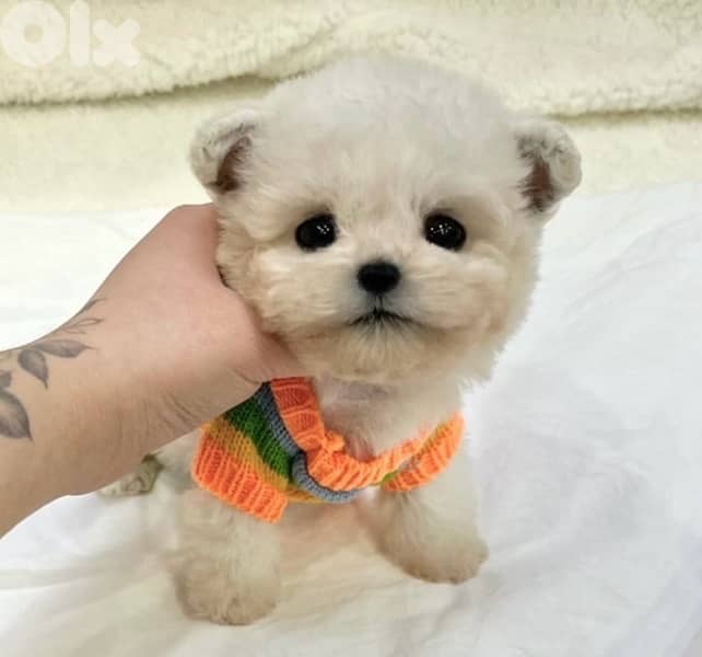 BICHON MALTESE AND MALTIPOO dogs SPECIAL OFFERS and more gifts 2