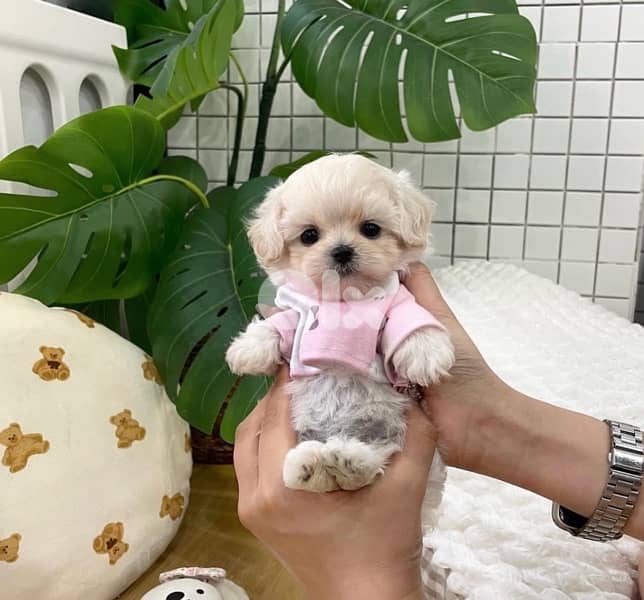 BICHON MALTESE AND MALTIPOO dogs SPECIAL OFFERS and more gifts 4