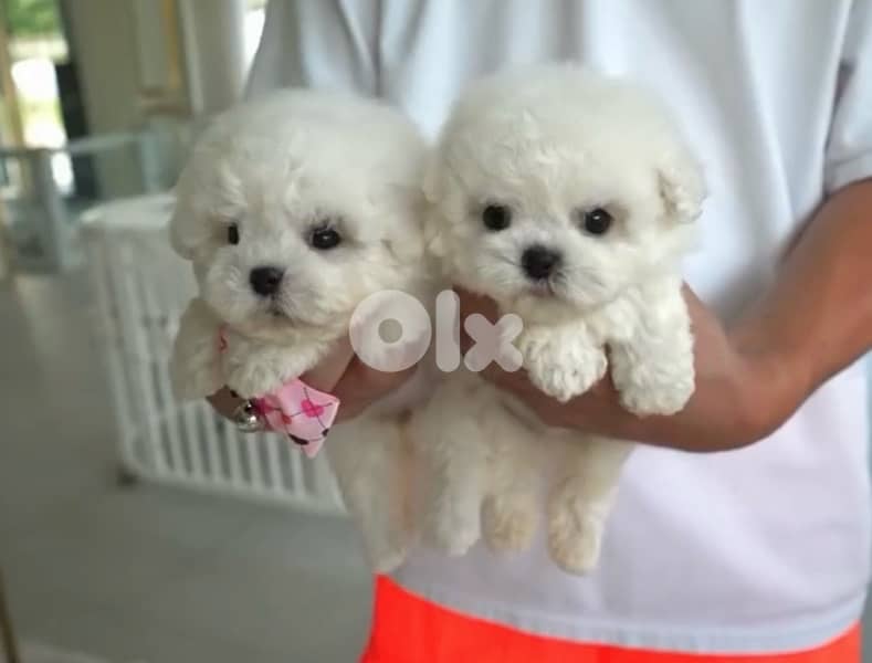 BICHON MALTESE AND MALTIPOO dogs SPECIAL OFFERS and more gifts 7