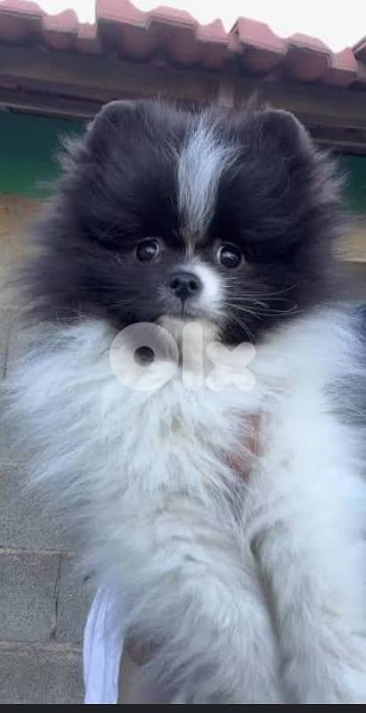 pomeranian spitz 0