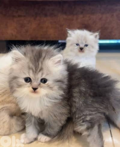 persian kittens for sale